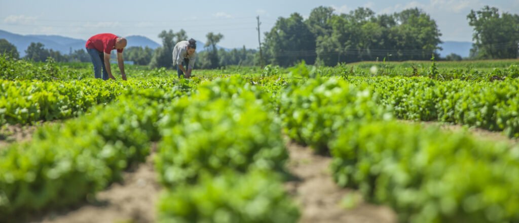 Growteq Agri Farms