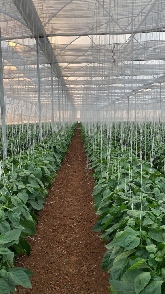 Growteq Agri Farms